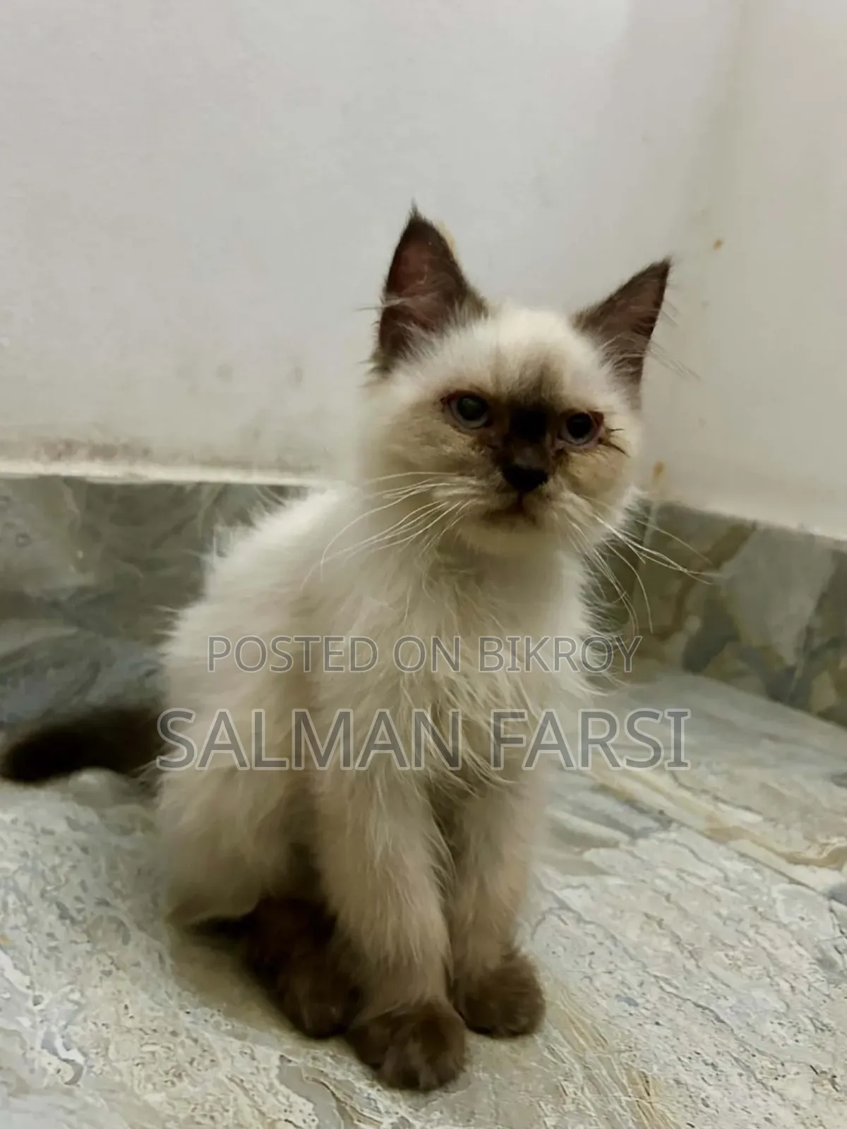 1-3 months Male Purebred Himalayan