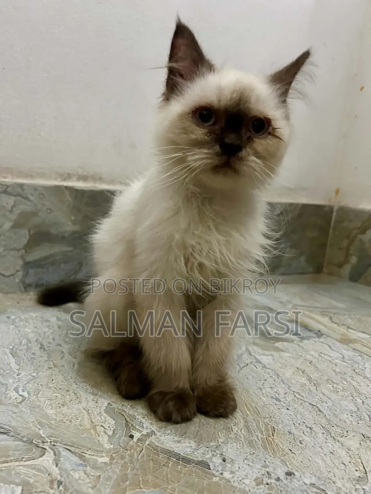 1-3 months Male Purebred Himalayan