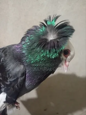 My Mumbai Cross pigeon is for sale! Contact today if you want to buy