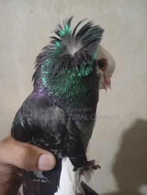 My Mumbai Cross pigeon is for sale! Contact today if you want to buy