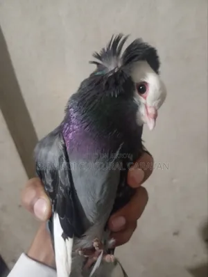 My Mumbai Cross pigeon is for sale! Contact today if you want to buy