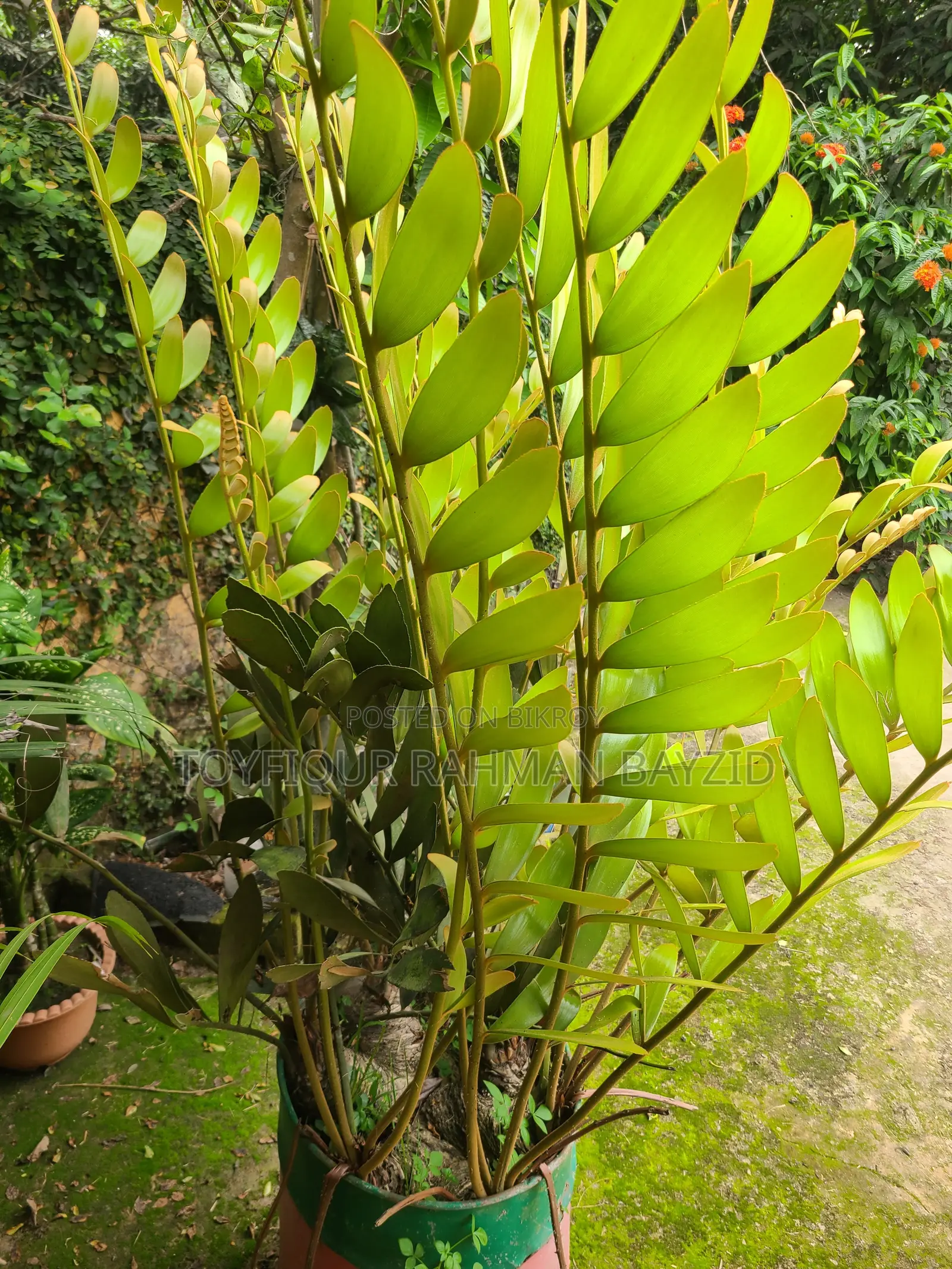 Cardboard Palm Tree for Sale
