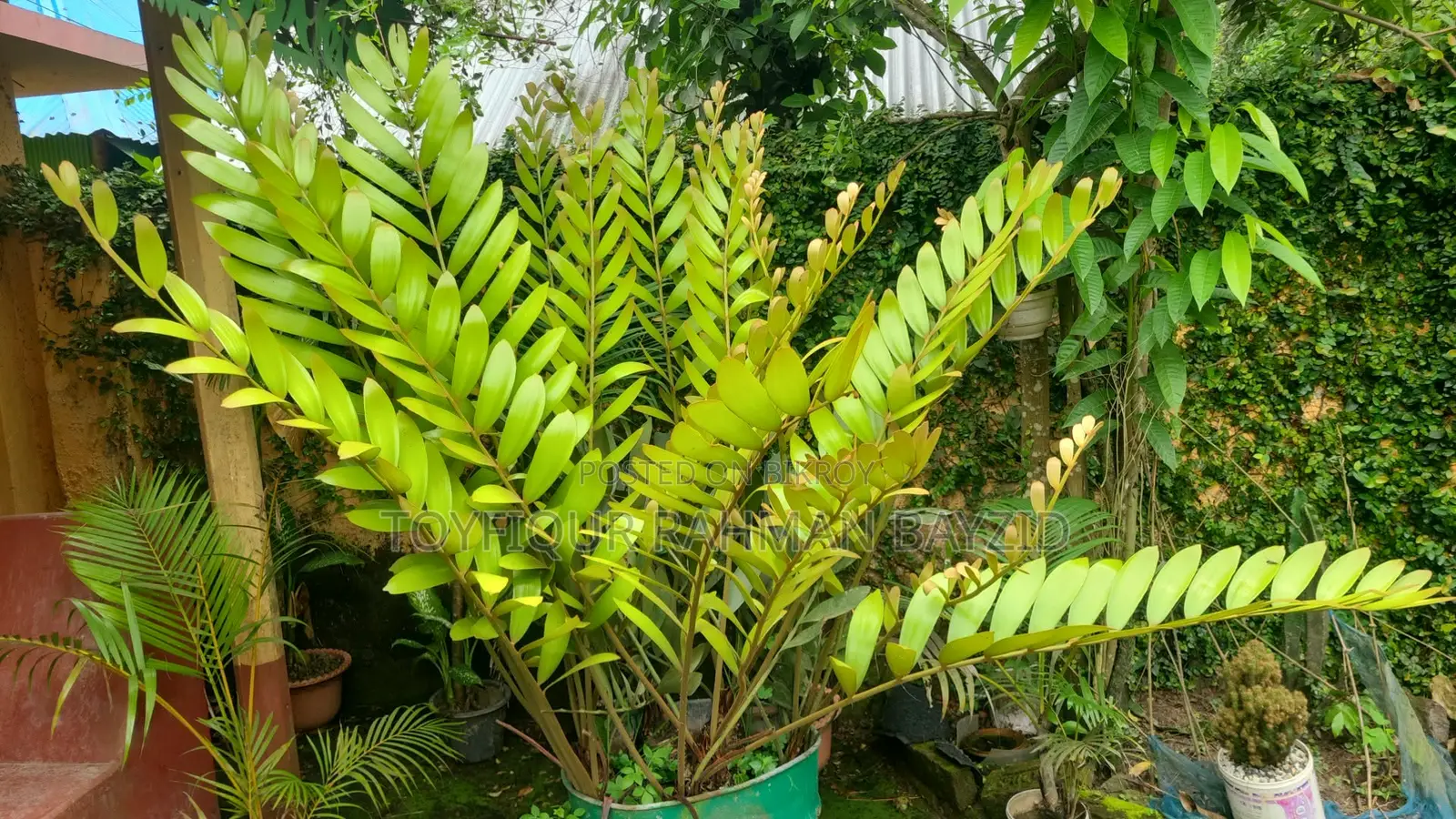 Cardboard Palm Tree for Sale