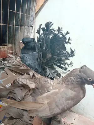 একজোড়া ফুল রানিং ব্ল্যাক ও চকোলেট লক্ষ্মৌ (Fantail) কবুতর আরজেন্ট সেল