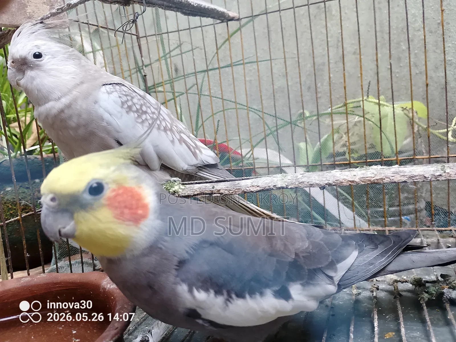 Pair of Healthy Cockatiel Birds for Sale