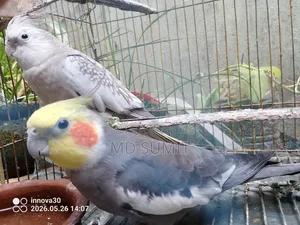 Pair of Healthy Cockatiel Birds for Sale