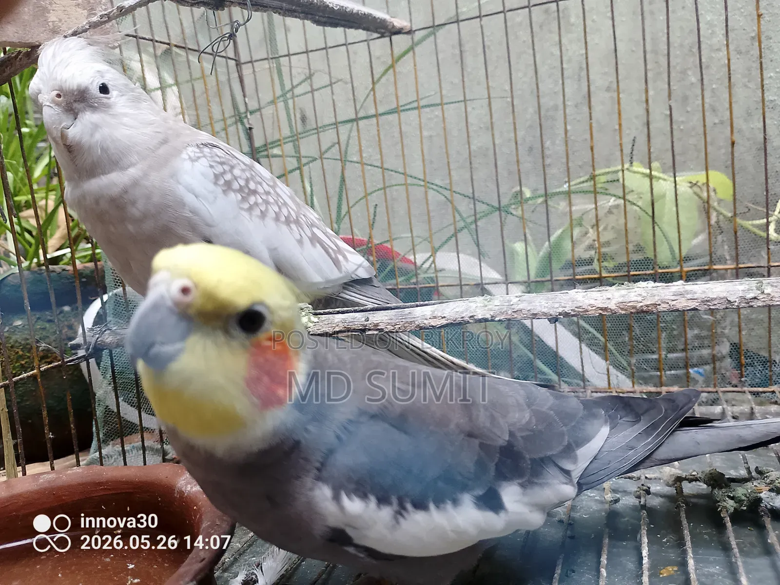 Pair of Healthy Cockatiel Birds for Sale