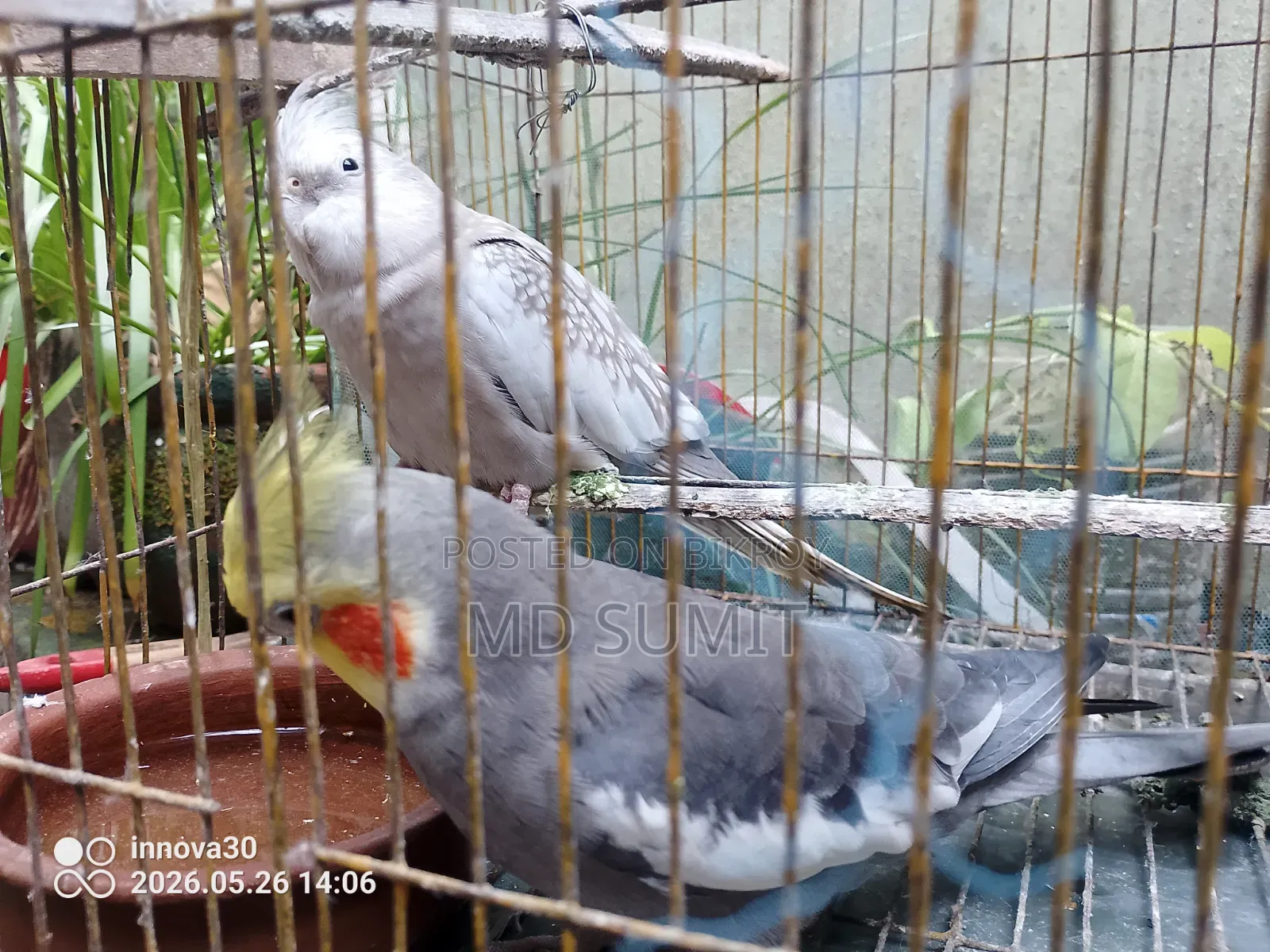 Pair of Healthy Cockatiel Birds for Sale