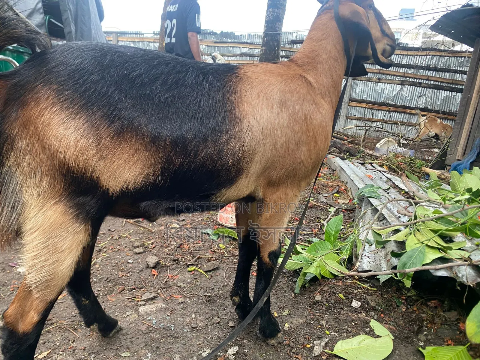 বড় ছাগল বিক্রি হবে