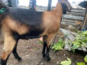বড় ছাগল বিক্রি হবে