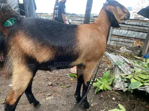 বড় ছাগল বিক্রি হবে
