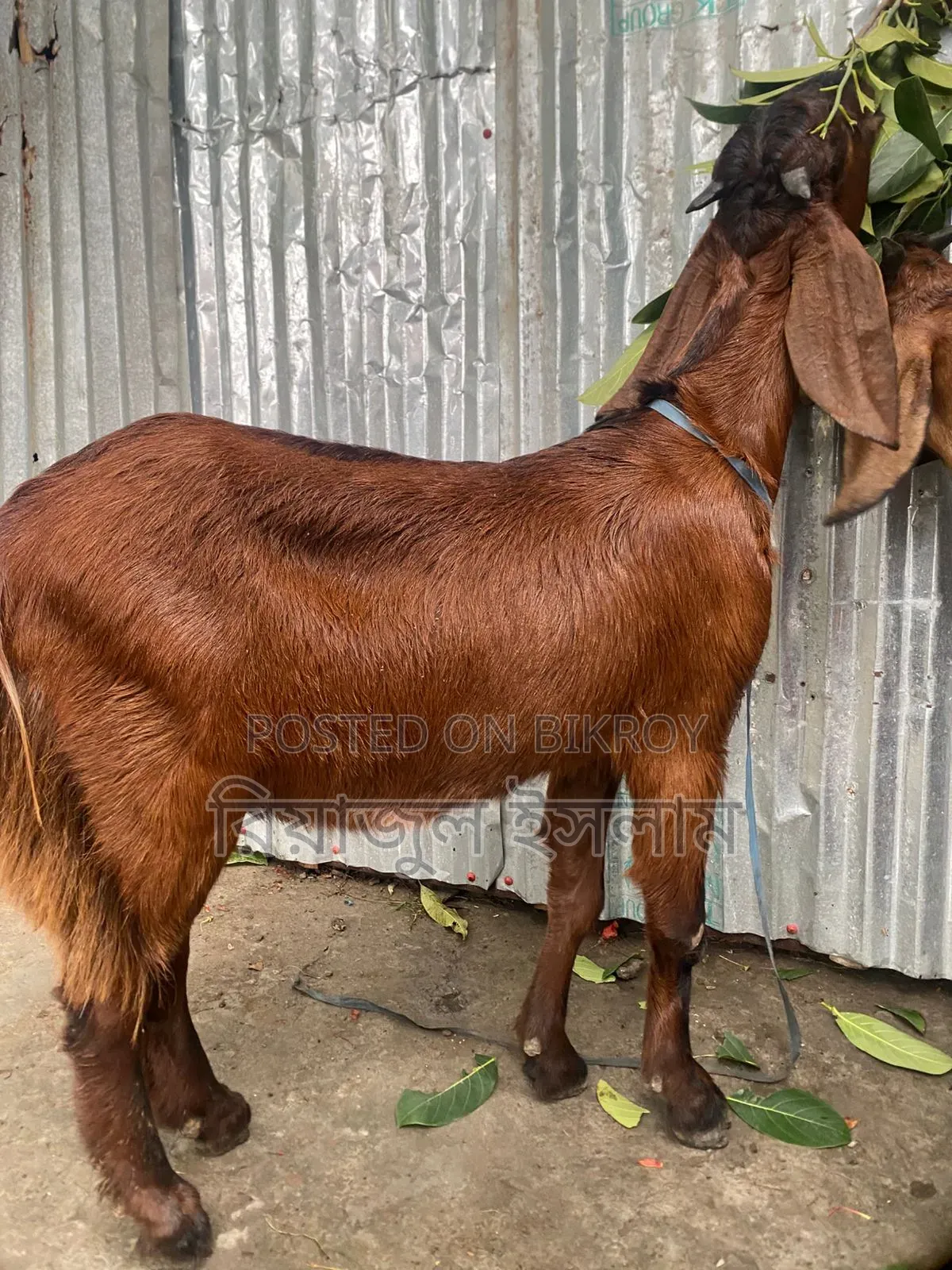 বড় ছাগল বিক্রি হবে