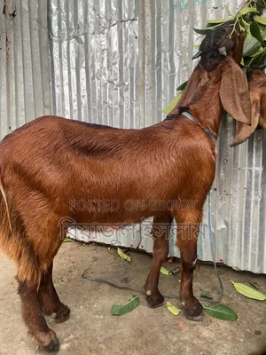 বড় ছাগল বিক্রি হবে