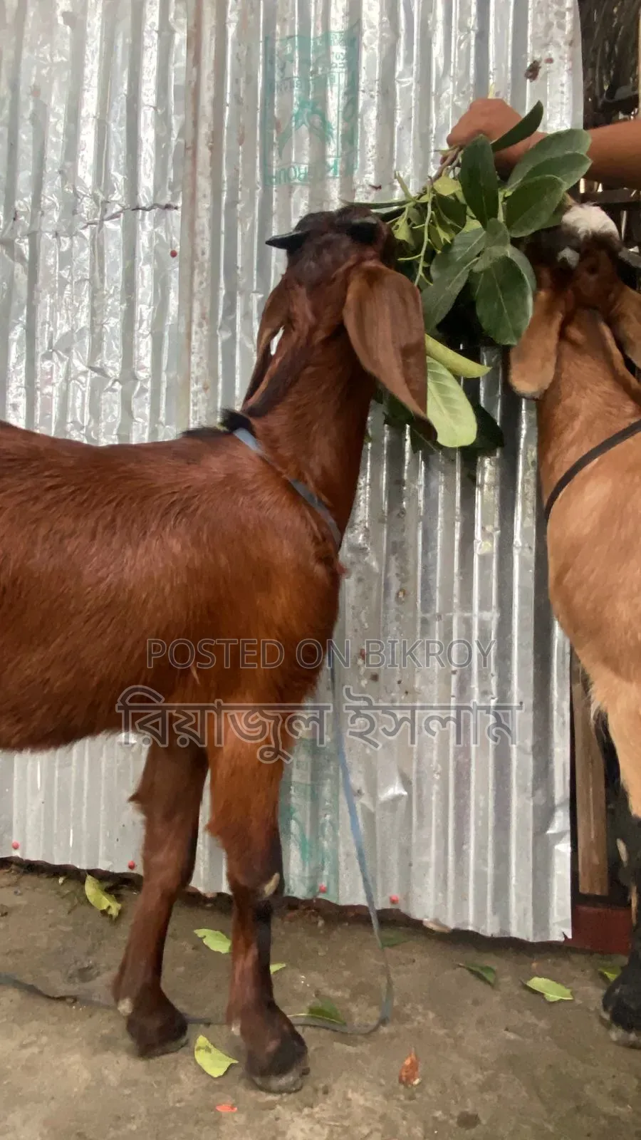 বড় ছাগল বিক্রি হবে