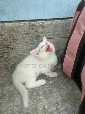 1-3 Months Female Purebred Persian
