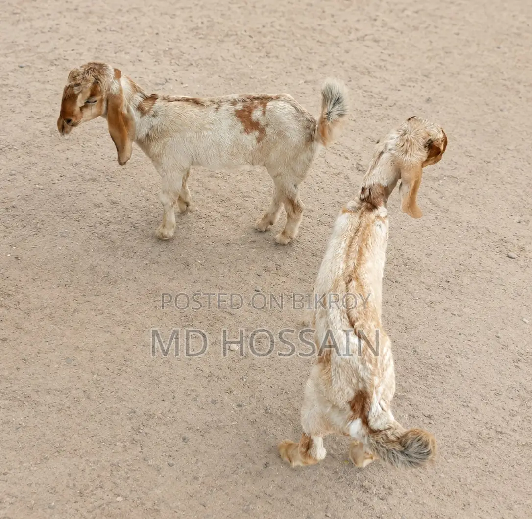 Goat Baby ছাগলের বাচ্চা