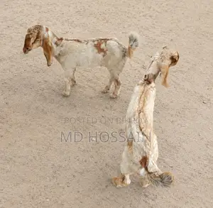 Baby Goat
