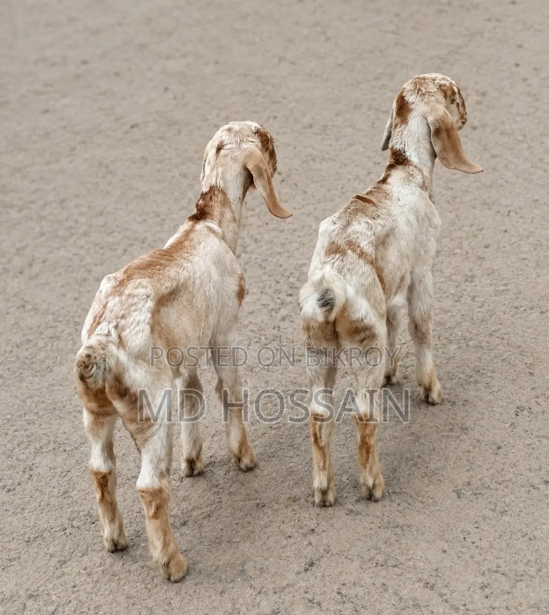 Goat Baby ছাগলের বাচ্চা