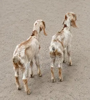 Goat Baby ছাগলের বাচ্চা