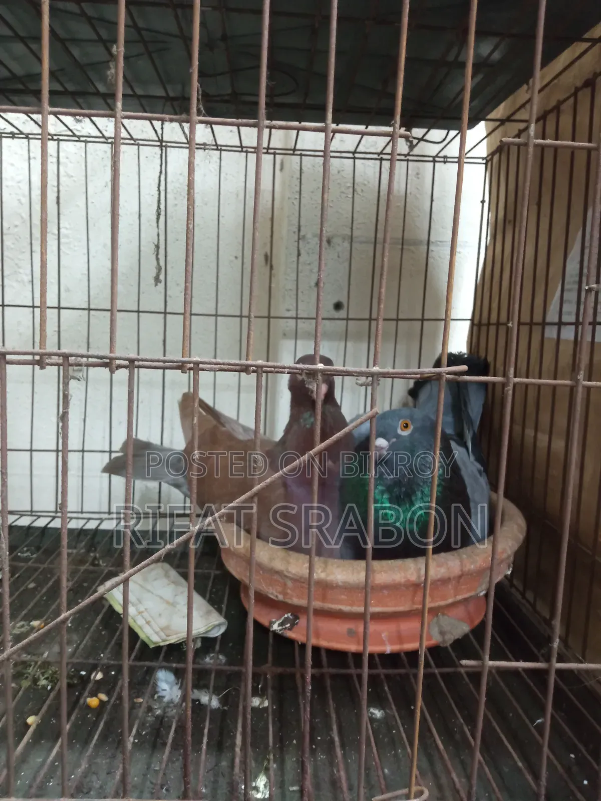 Lokha Cross Pigeon