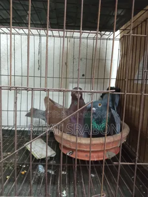 লোখা ক্রস কবুতর