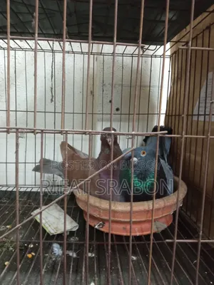 Lokha Cross Pigeon