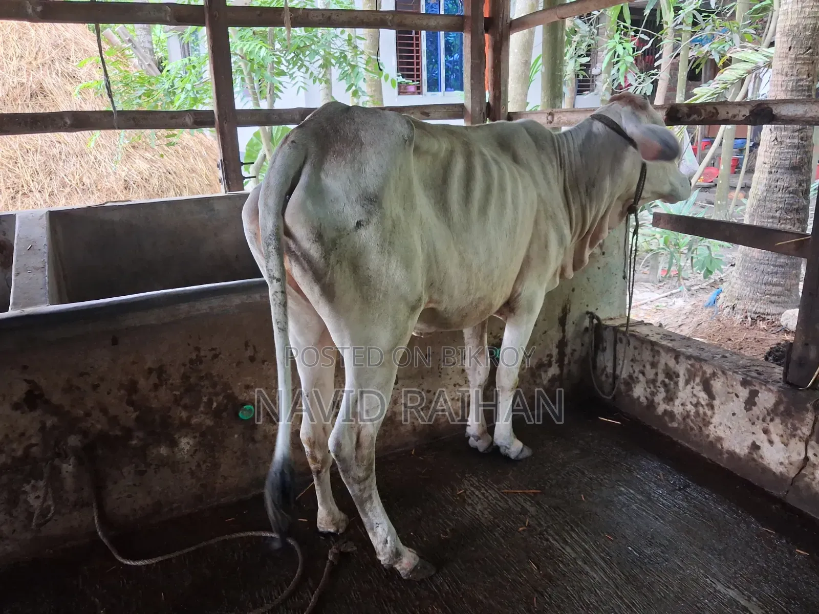 কুরবানির গরু