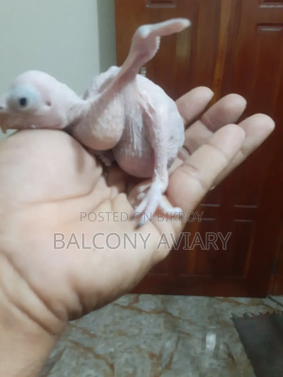 Ring Neck Baby টিয়া পাখির বাচ্চা