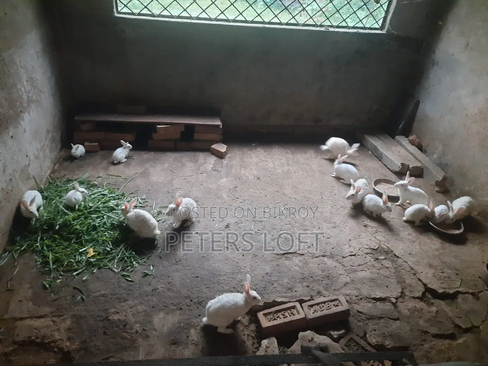 Rabbit for sale