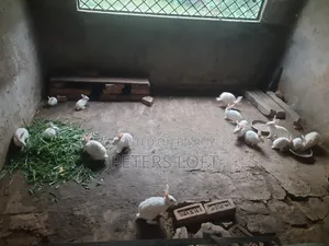 Rabbit for sale