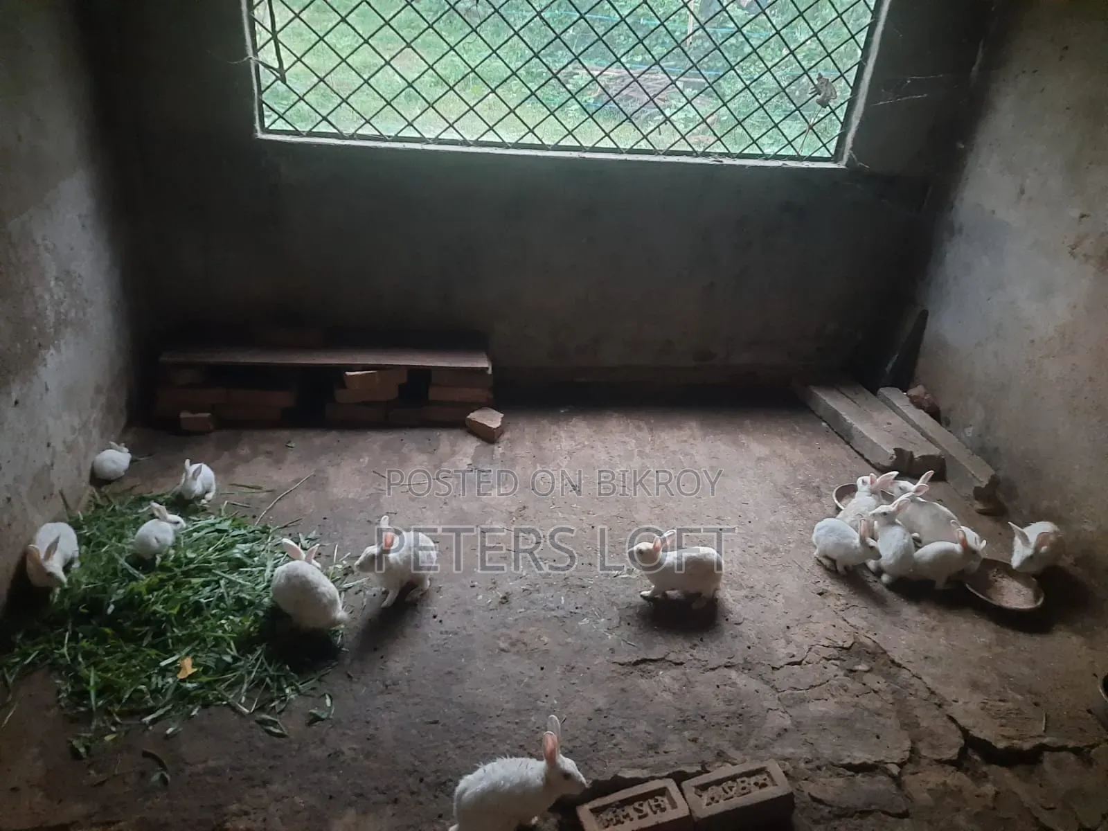 Rabbit for sale