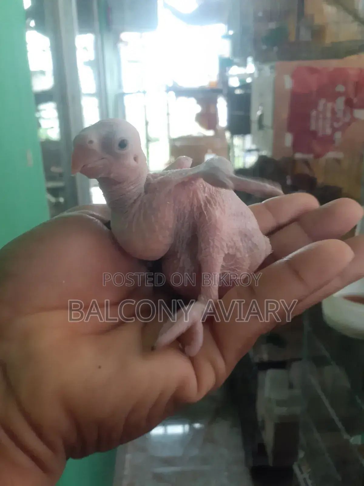 Ring Neck Baby টিয়া পাখির বাচ্চা