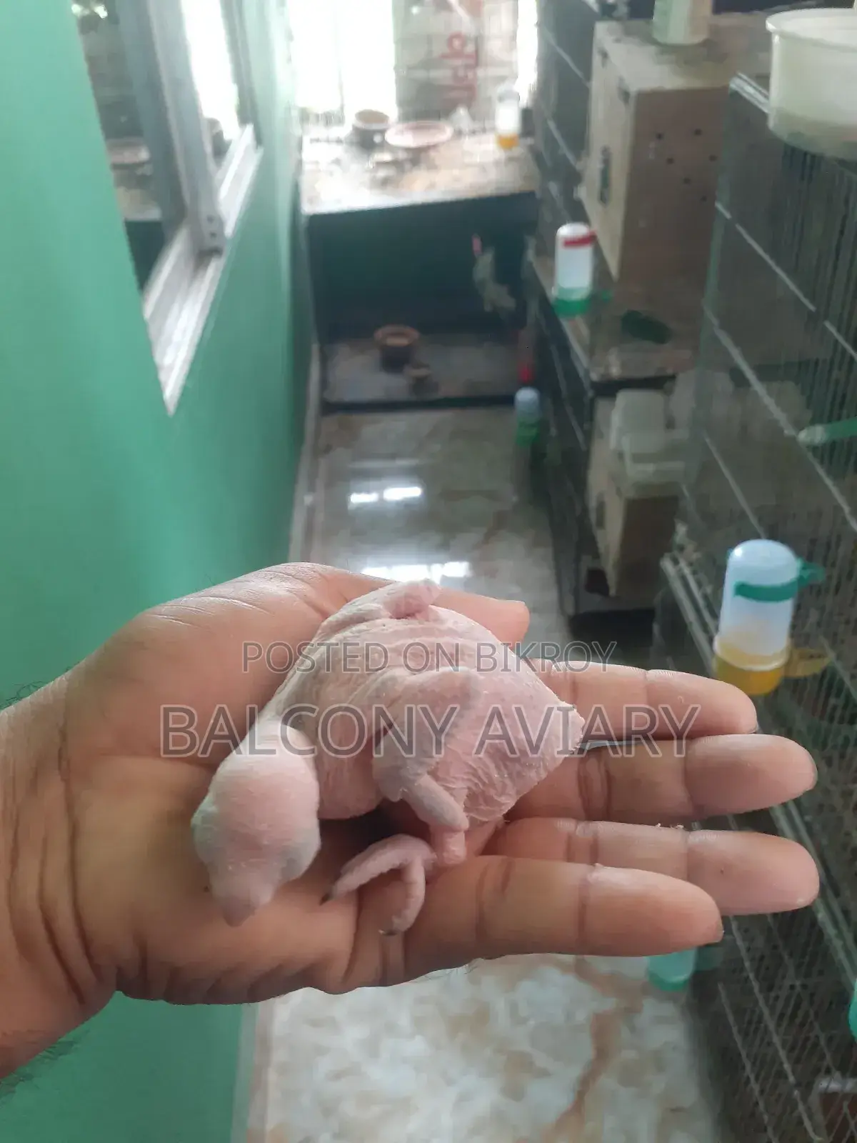 Ring Neck Baby টিয়া পাখির বাচ্চা