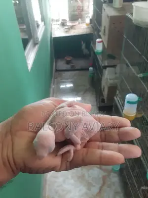 Ring Neck Baby টিয়া পাখির বাচ্চা