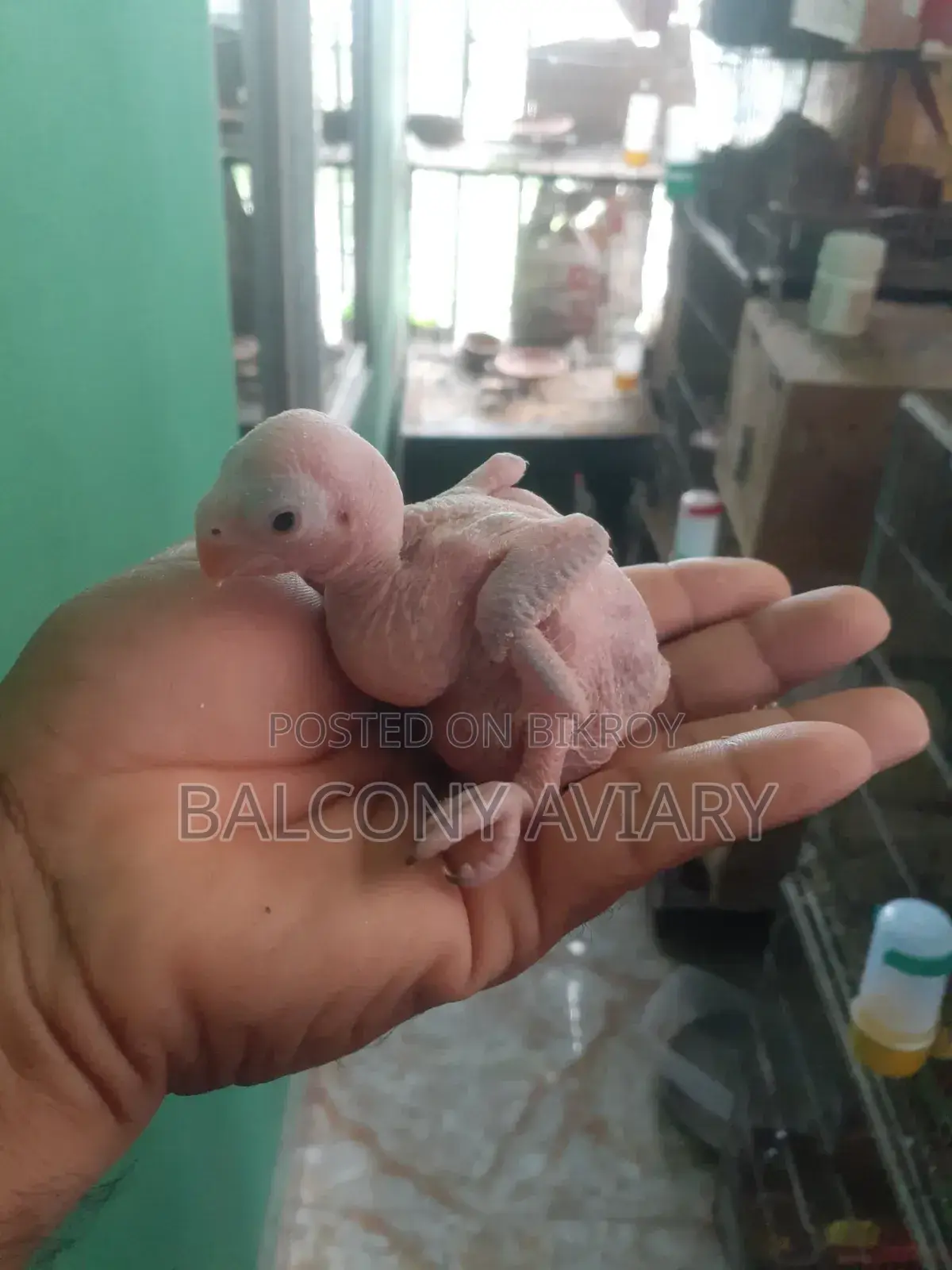Ring Neck Baby টিয়া পাখির বাচ্চা