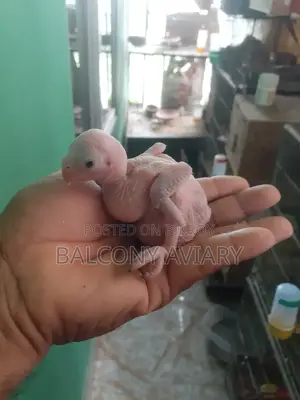 Ring Neck Baby টিয়া পাখির বাচ্চা