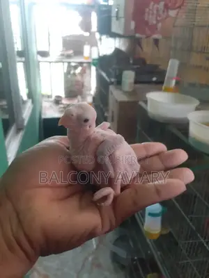 Ring Neck Baby টিয়া পাখির বাচ্চা