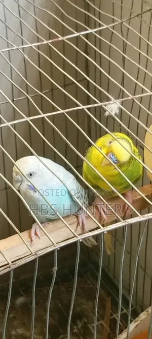 Budgerigar Breeding Pair. Male Pied, Female Sky.
