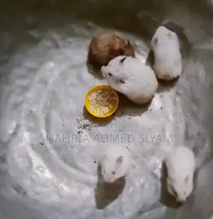 Hamsters for Sale