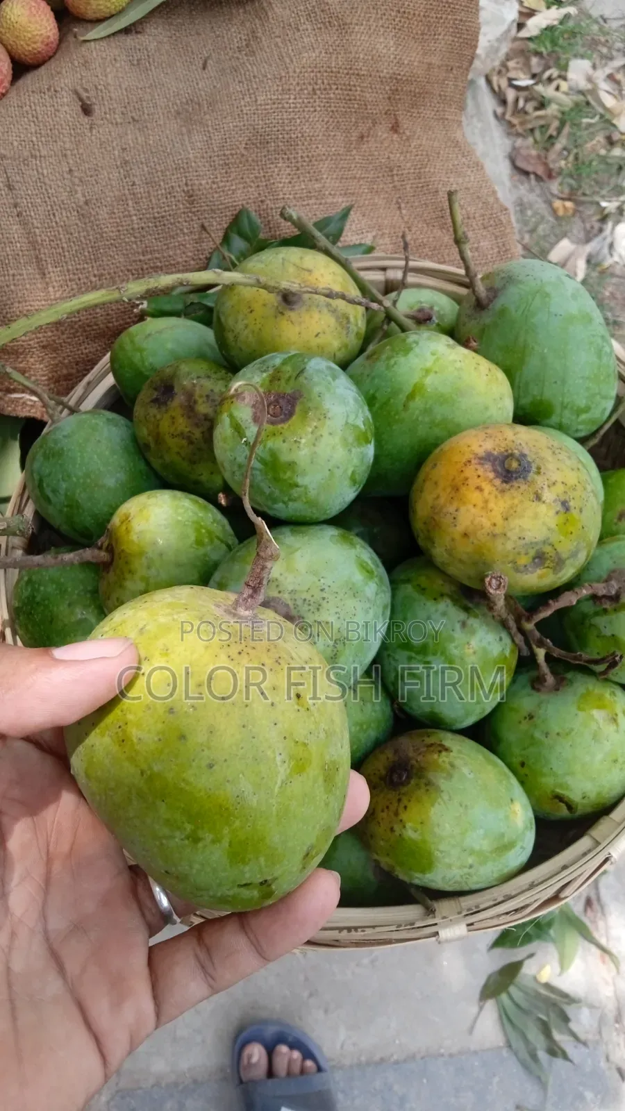 রাজশাহীর আম
