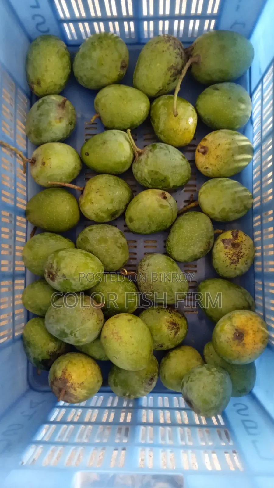 রাজশাহীর আম