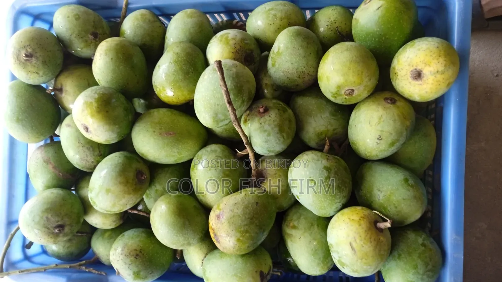 রাজশাহীর আম