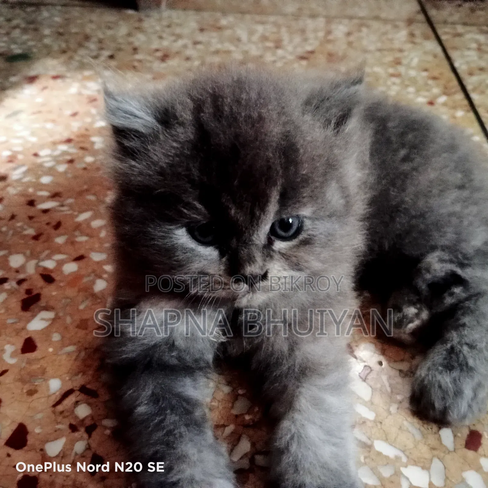 1-3 Months Female Purebred Persian