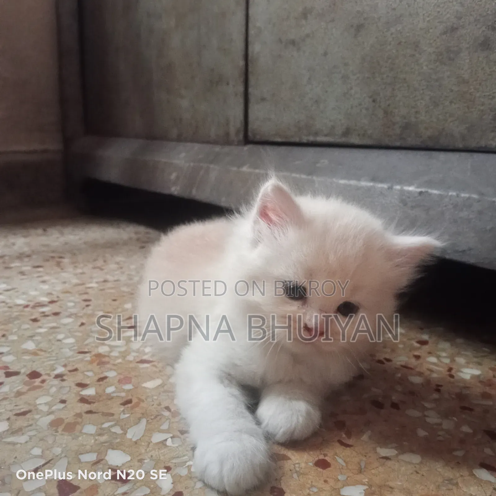 1-3 Months Female Purebred Persian
