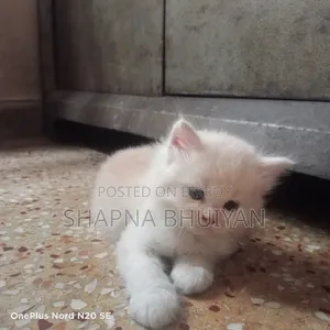 1-3 Months Female Purebred Persian