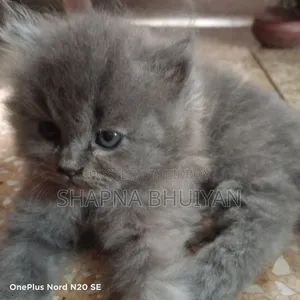 1-3 Months Female Purebred Persian