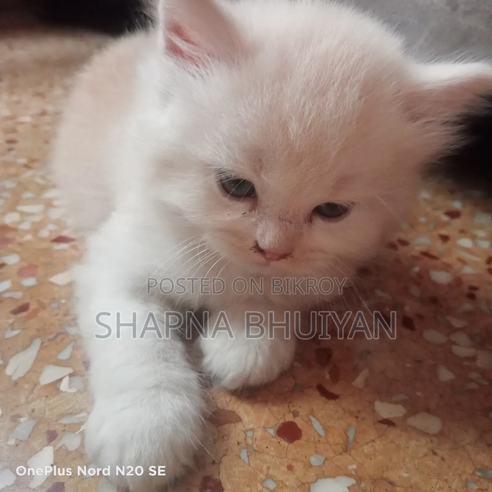 1-3 Months Female Purebred Persian