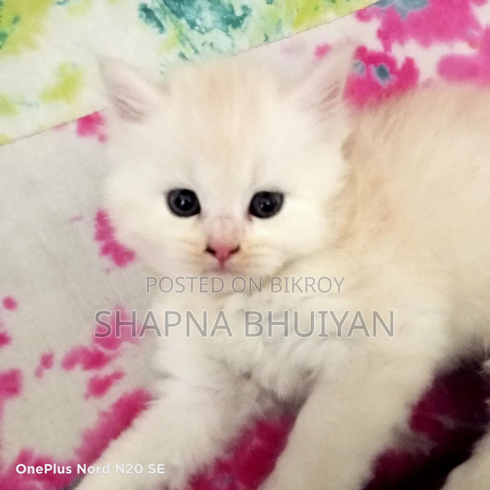 1-3 Months Female Purebred Persian