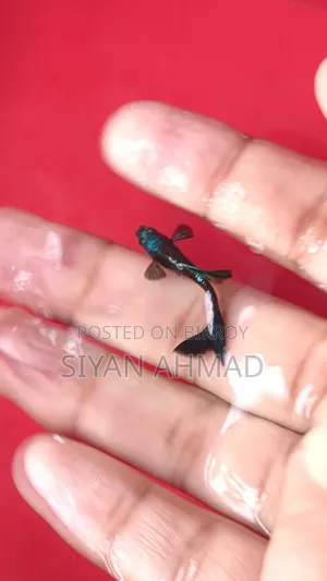 Loaded Blue Head Samurai