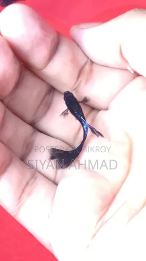 Loaded Blue Head Samurai